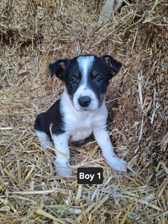 Image 7 of 6 Beautiful Border Collie Puppies