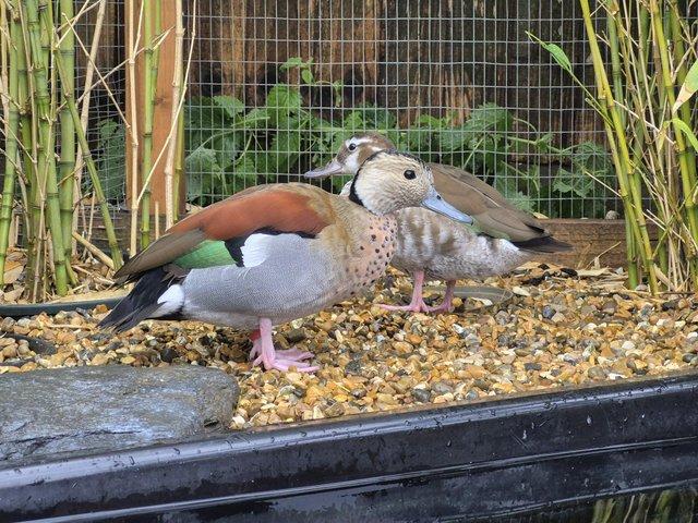 Friendly Ringed Teal Ducklings — photo 2 of 4