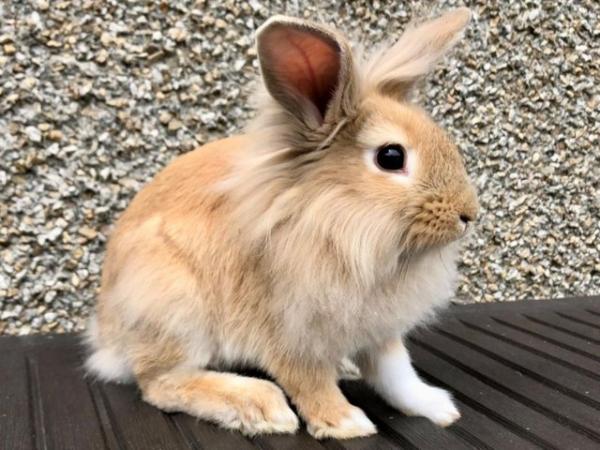 Image 6 of 11 Week Old Male Lionhead Bunny Rabbit Ready Now