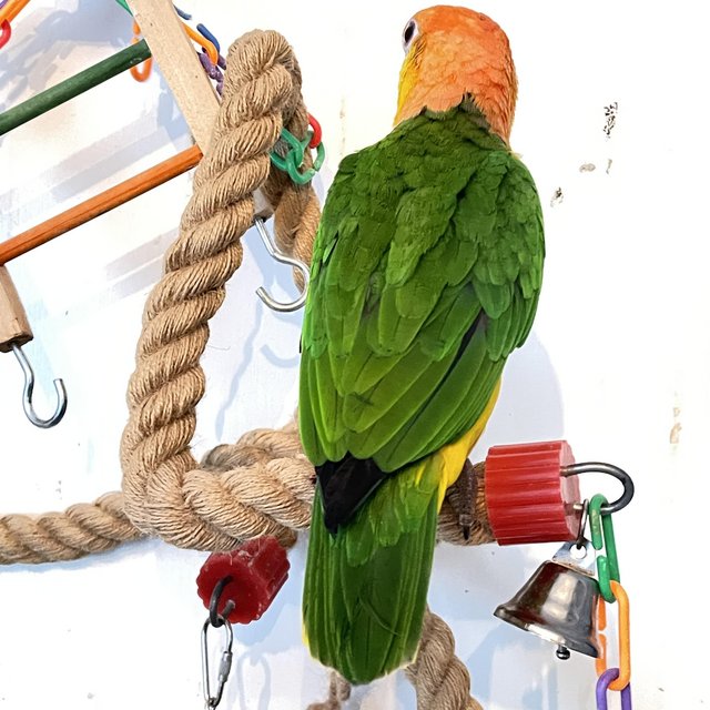 Preview of the first image of Parrot Pet Caique hand tame sweet playful boy.