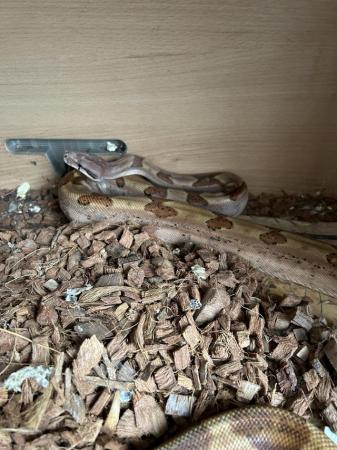 Image 6 of Boa constrictor and corn snakes for sale