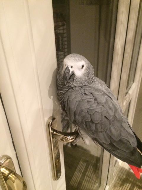 Preview of the first image of £2,000  reward for missing African Grey parrot.