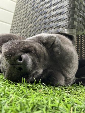 Image 7 of 8 weeks old chunky cane corso pups