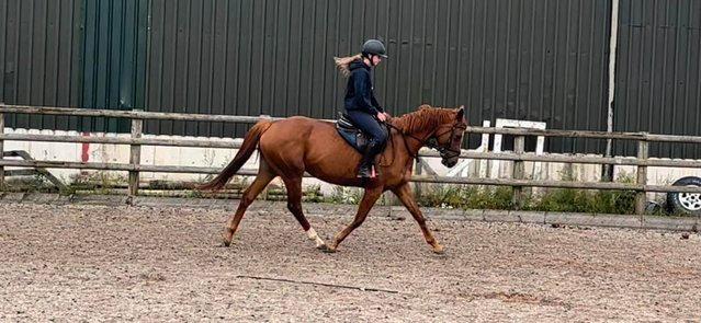 Image 10 of Stunning 6yr old 15,2hh Chestnut Mare
