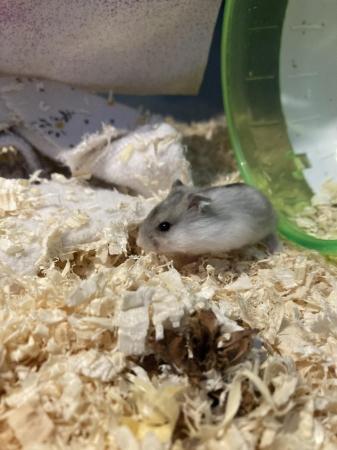 Image 8 of Baby dwarf Russian hamsters