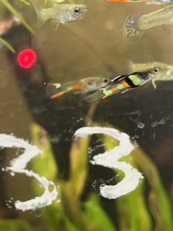 Image 5 of Mixed Endlers. Bright colours. £2 each.