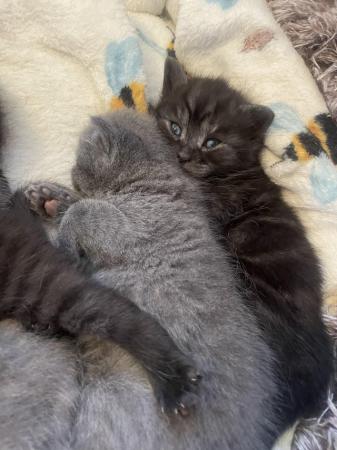 Image 7 of BBSH X Blue/Grey British Tabby kittens 3 available