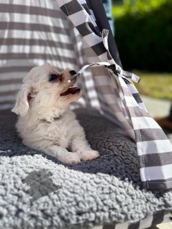 Image 7 of 2 boy Maltese pups for sale