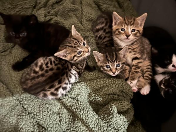 Image 4 of Four Bengal X kittens ready for their homes!