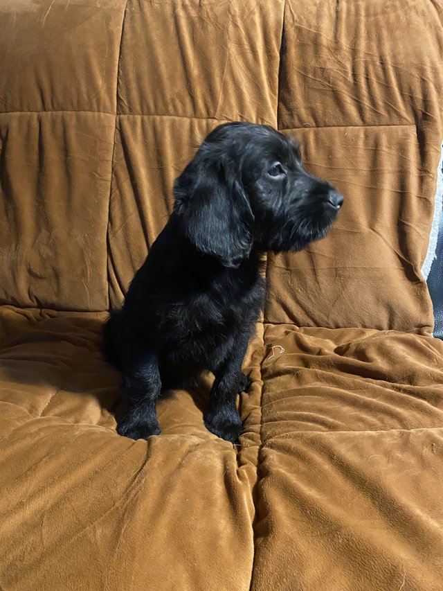 Preview of the first image of Beautiful Cockapoo cross Labrador puppies.