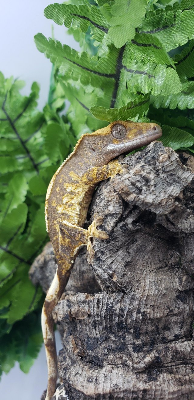 Preview of the first image of Little Stunning Crested Gecko for sale.