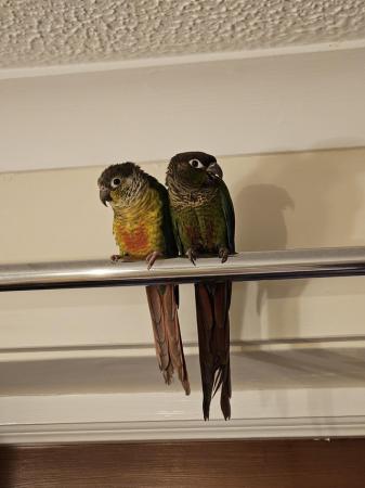 Image 4 of Green cheek conures x2 male and female