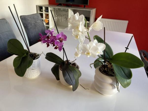 Image 1 of 3 smaller orchids for sale