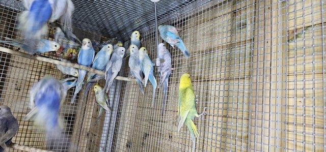 Image 3 of 3-5 months old baby budgies