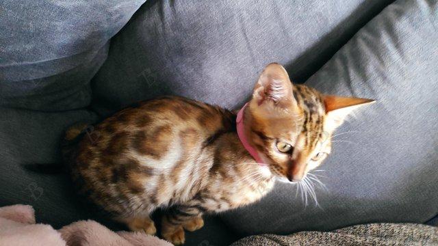 Image 3 of Incredible Pedigree TICA reg Bengal kitten Durham + FREE