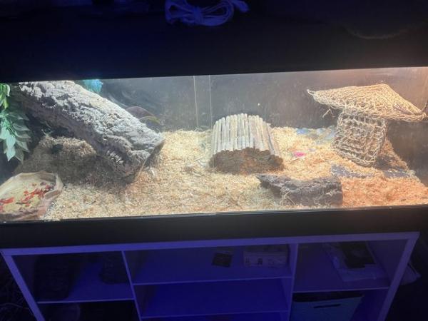 Image 8 of 2 year old female bearded dragon