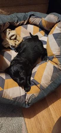 Image 3 of Sprocker Spaniel Puppies for sale