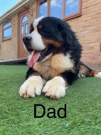 Image 3 of Quality BMD puppy from very good parents
