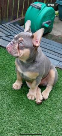 Image 9 of 5 Stunning French bulldogs lilac tan blue pied