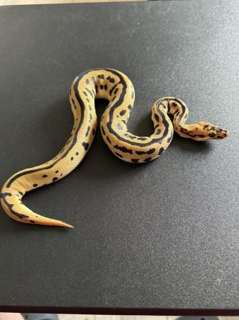 Image 3 of Spotnose Leopard Batman Clown Royal Python Male