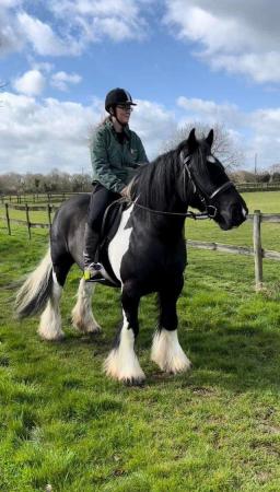 Image 2 of WANTED : cob / cob types / riding ponies