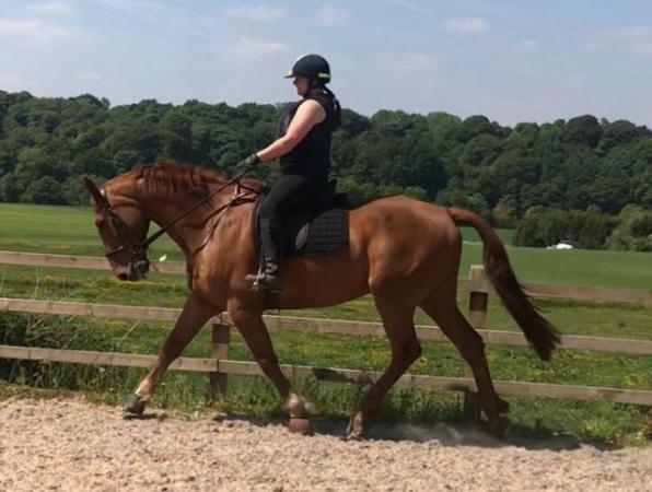 Image 18 of 17hh Irish sports horse gelding for part-loan
