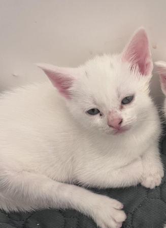 Image 2 of Turkish Angora kittens waiting for their new homes