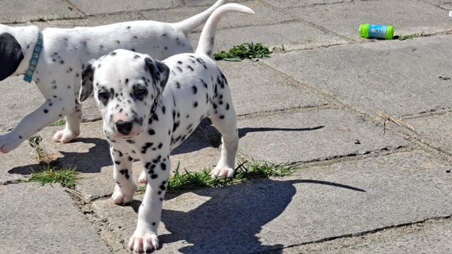 Preview of the first image of Stunning pedigree KC registered dalmatian puppies, black and.