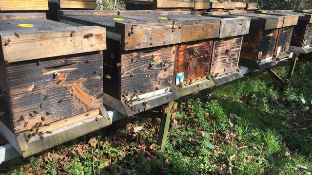 Image 3 of Bee Nucs overwintered 2024 for sale