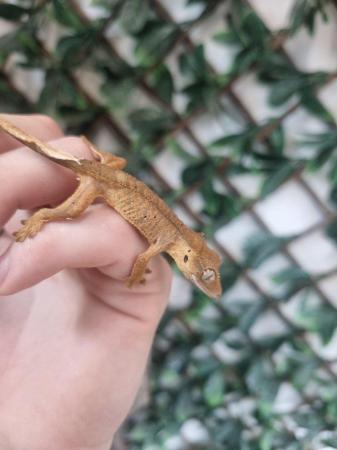 Image 2 of Handsome Crested Gecko Available at Affordable Price