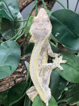 Image 1 of Male Lilly white crested gecko