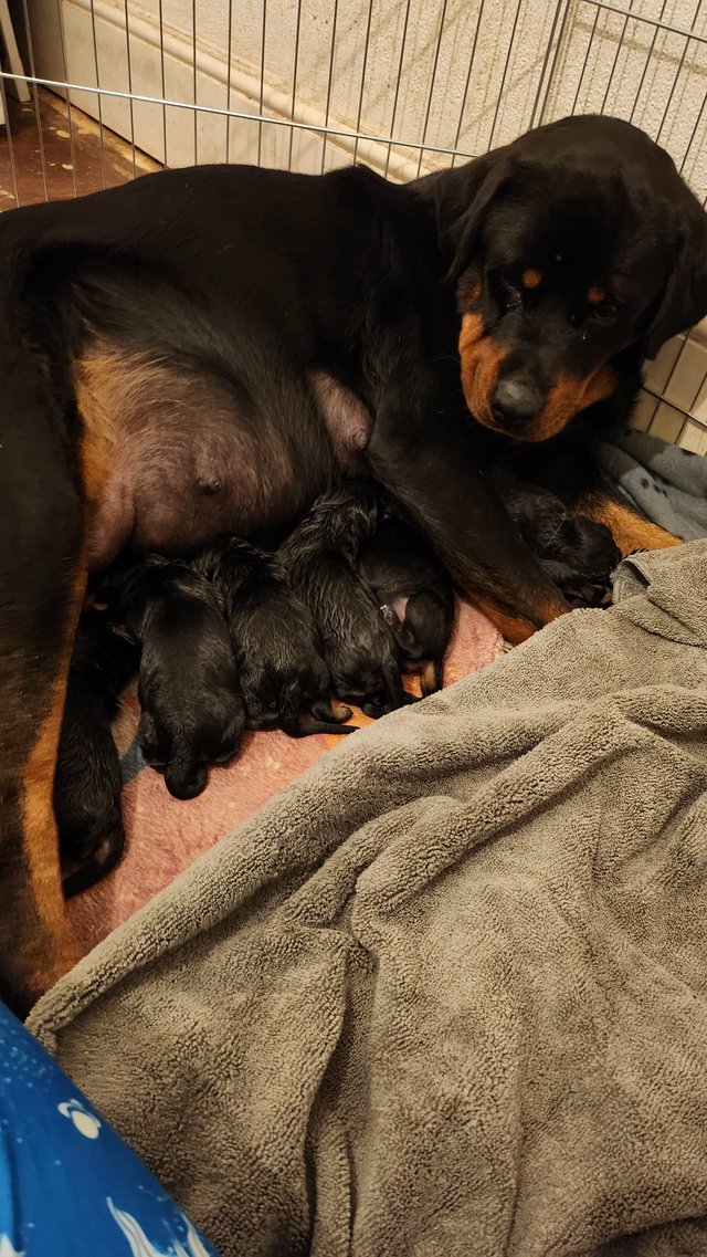 Preview of the first image of Excellent bloodline rottweiler puppies for sale.