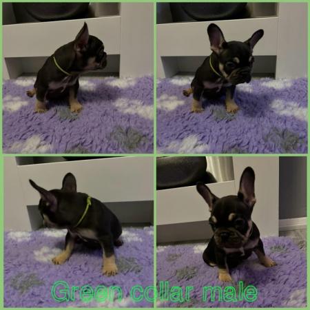 Image 3 of Health tested parents KC registered French bulldog puppies