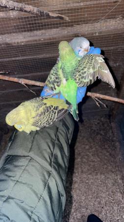 Image 3 of Baby budgies for sale lovely colours