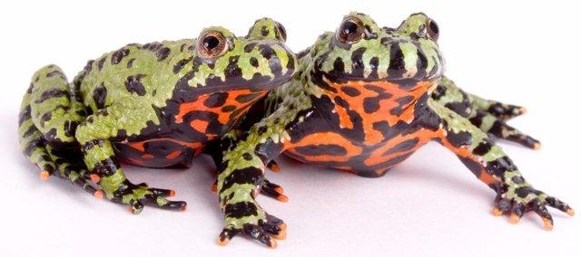 Image 11 of AMPHIBIANS AND INVERTS FOR SALE