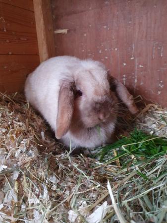 Image 2 of Spayed mini lop girl for adoption Vac rhd2