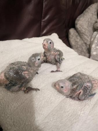 Image 2 of Baby Crimson bellied Conure