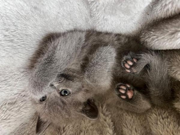 Image 9 of Adorable British blue kittens ready to go now