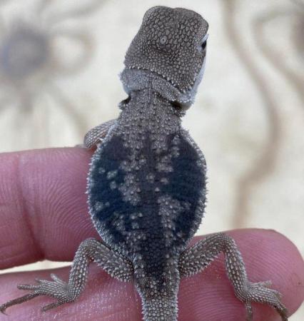 Image 8 of Licensed Breeder Top Bearded Dragon Morphs in Castle Cary