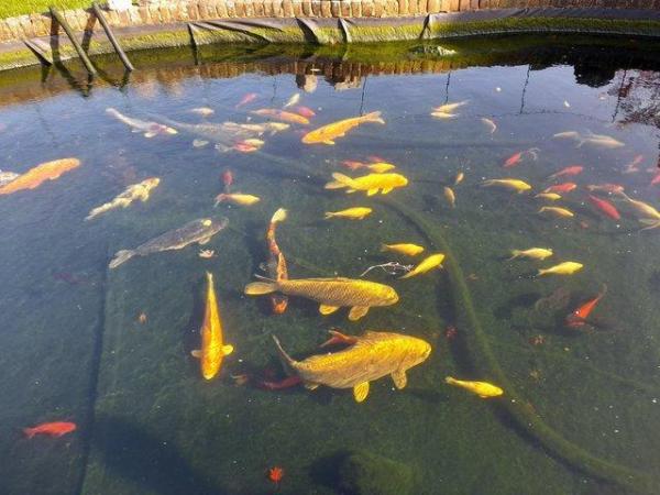 Image 1 of Rehome any pond fish and pond clearance