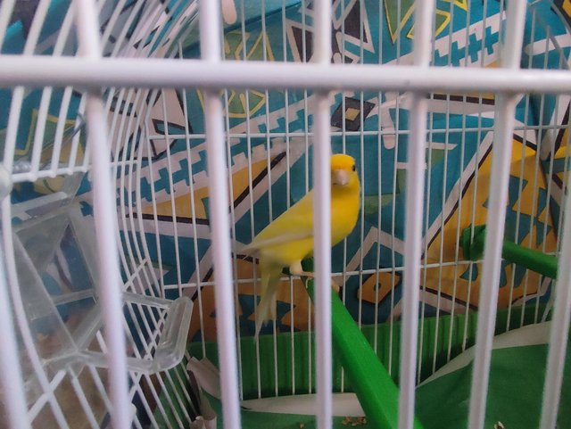 Preview of the first image of Yellow raza canary great singer.