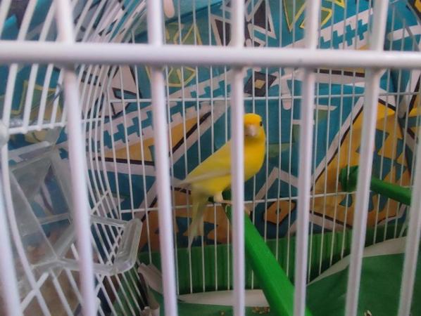 Image 1 of Yellow canary male great singer