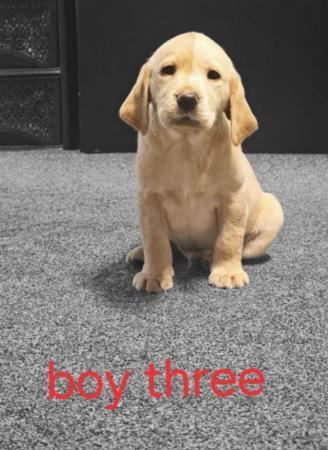 Image 13 of ***READY NOW*** LABRADOR PUPPIES