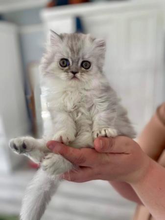 Image 6 of *ALL SOLD’ Beautiful flat faced Persian Kittens PKD Neg