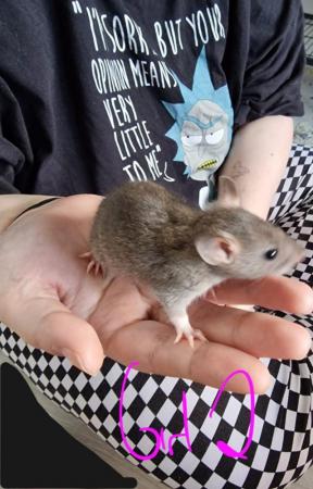 Image 27 of Friendly Female Rat Babies