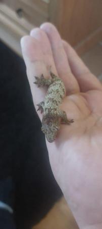 Image 3 of Nu-ana x GT Leachies for sale
