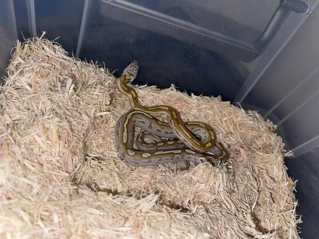 Preview of the first image of Motley striped sunkissed corn snake.