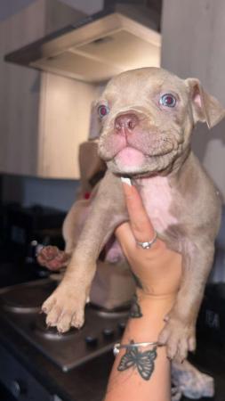 Image 8 of Pocket Bully pups for sale