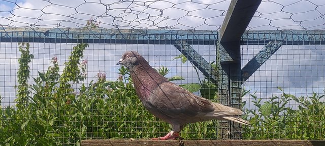 Image 2 of Beautiful Pigeons for sale