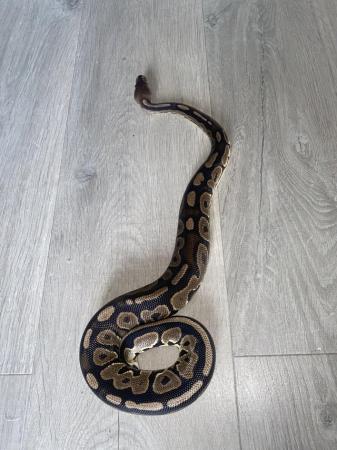 Image 4 of 15 months old royal python